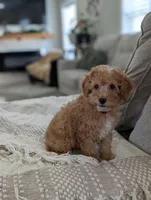 Tucker , a male Cavapoo for sale in Bristol, IN – Photo 4 of 8