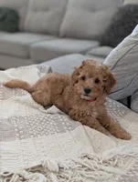 Tucker , a male Cavapoo for sale in Bristol, IN – Photo 5 of 8