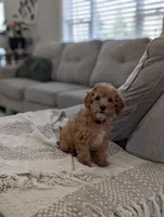 Tucker , a male Cavapoo for sale in Bristol, IN – Photo 6 of 8