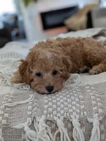 Tucker , a male Cavapoo for sale in Bristol, IN – Photo 2 of 8
