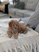 Tucker , a male Cavapoo for sale in Bristol, IN – Photo 3 of 8