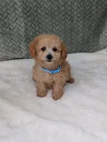 Buckley , a male Poodle - Toy  for sale in Bristol, IN – 5 of 5