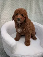 Caramel , a male Aussiedoodle and Poodle - Miniature  for sale in Bristol, IN – 2 of 6
