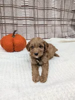 Rich, a male Miniature Goldendoodle for sale in Bristol, IN – 5 of 6