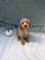 Holly, a female Miniature Goldendoodle for sale in Bristol, IN – 6 of 7