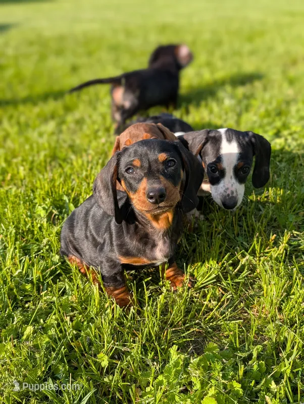 Titan  – Miniature Dachshund puppy for sale in Bristol, IN