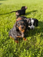 Titan , a male Miniature Dachshund for sale in Bristol, IN – 1 of 7