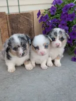 Snickers , a male Pembroke Welsh Corgi for sale in Bristol, IN – 6 of 6