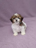 Amelia , a female Shihpoo for sale in Bristol, IN – 5 of 8