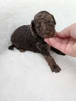 Maverick , a male Poodle - Miniature  for sale in Bristol, IN – 3 of 5