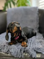 Tinkerbell , a female Miniature Dachshund for sale in Bristol, IN – 5 of 6