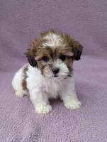 Amelia , a female Shihpoo for sale in Bristol, IN – 7 of 8
