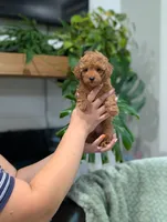 June, a female Poodle - Toy  for sale in Bristol, IN – 6 of 6