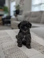 Mcallister , a male Poodle - Miniature  for sale in Bristol, IN – 3 of 10