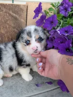 MilkyWay , a male Pembroke Welsh Corgi for sale in Bristol, IN – 5 of 6