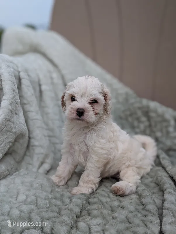Jill – Shihpoo puppy for sale in Bristol, IN