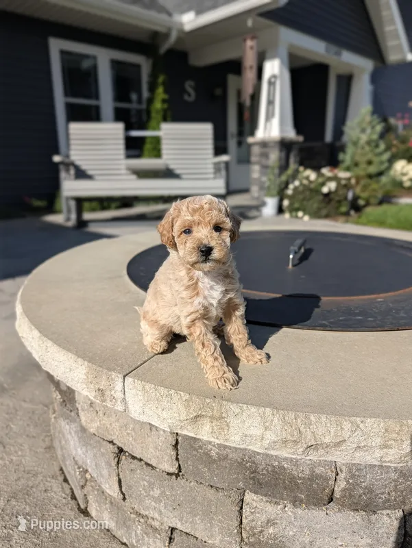 Heidi , a female Miniature Goldendoodle for sale in Bristol, IN – 1 of 8