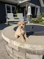 Heidi , a female Miniature Goldendoodle for sale in Bristol, IN – 1 of 8