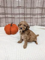 Rich, a male Miniature Goldendoodle for sale in Bristol, IN – 4 of 6