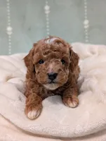 Parker, a male Poodle - Toy  for sale in Bristol, IN – 5 of 5