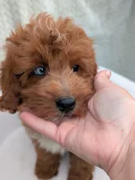 Chestnut , a male Aussiedoodle and Poodle - Miniature  for sale in Bristol, IN – 3 of 5