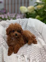 Amber, a female Poodle - Toy  for sale in Bristol, IN – 5 of 5