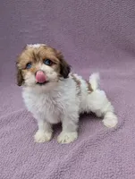 Angel , a female Shihpoo for sale in Bristol, IN – 6 of 7