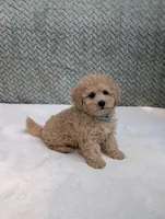 Bear, a male Poodle - Toy  for sale in Bristol, IN – 4 of 5