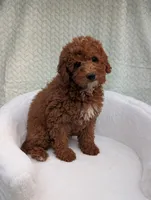 Caramel , a male Aussiedoodle and Poodle - Miniature  for sale in Bristol, IN – 1 of 6