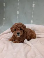 Paris , a female Poodle - Toy  for sale in Bristol, IN – 4 of 6