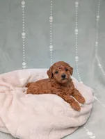 Paisley , a female Poodle - Toy  for sale in Bristol, IN – 2 of 6
