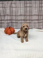Ray, a male Miniature Goldendoodle for sale in Bristol, IN – 6 of 6