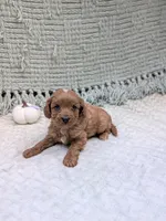 Brenda , a female Cavapoo for sale in Bristol, IN – 5 of 6