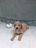 Hailey , a female Miniature Goldendoodle for sale in Bristol, IN – 7 of 8