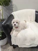 Bunny, a male Pomapoo for sale in Bristol, IN – 7 of 7