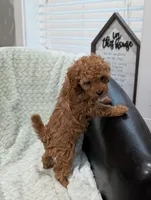 June, a female Poodle - Toy  for sale in Bristol, IN – 4 of 6