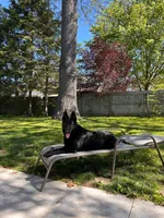 Luna , a female German Shepherd Dog for sale in Bristol, IN – 6 of 7