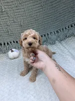 Harley , a female Miniature Goldendoodle for sale in Bristol, IN – 2 of 9