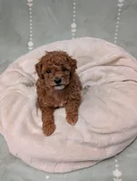 Paris , a female Poodle - Toy  for sale in Bristol, IN – 6 of 6