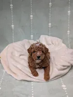 Parker, a male Poodle - Toy  for sale in Bristol, IN – 1 of 5
