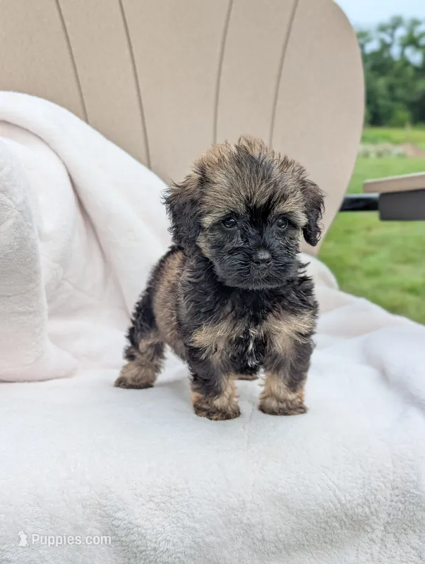 Felix – Havapoo puppy for sale in Bristol, IN