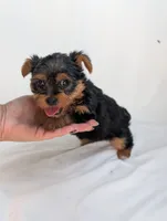 Cooper , a male Yorkshire Terrier for sale in Bristol, IN – 3 of 5
