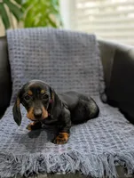 Tinkerbell , a female Miniature Dachshund for sale in Bristol, IN – 6 of 6