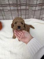 Ray, a male Miniature Goldendoodle for sale in Bristol, IN – 3 of 6