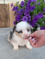 Twix, a male Pembroke Welsh Corgi for sale in Bristol, IN – 2 of 6
