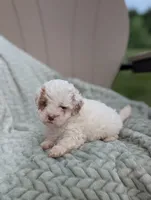 Julie , a female Shihpoo for sale in Bristol, IN – 3 of 6