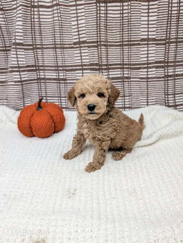 Randle – Miniature Goldendoodle puppy for sale in Bristol, IN
