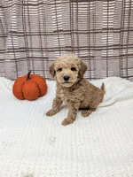 Randle, a male Miniature Goldendoodle for sale in Bristol, IN – 1 of 6