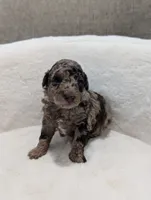 Magnolia , a female Poodle - Miniature  for sale in Bristol, IN – 3 of 5