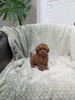 Jade, a female Poodle - Toy  for sale in Bristol, IN – 3 of 5